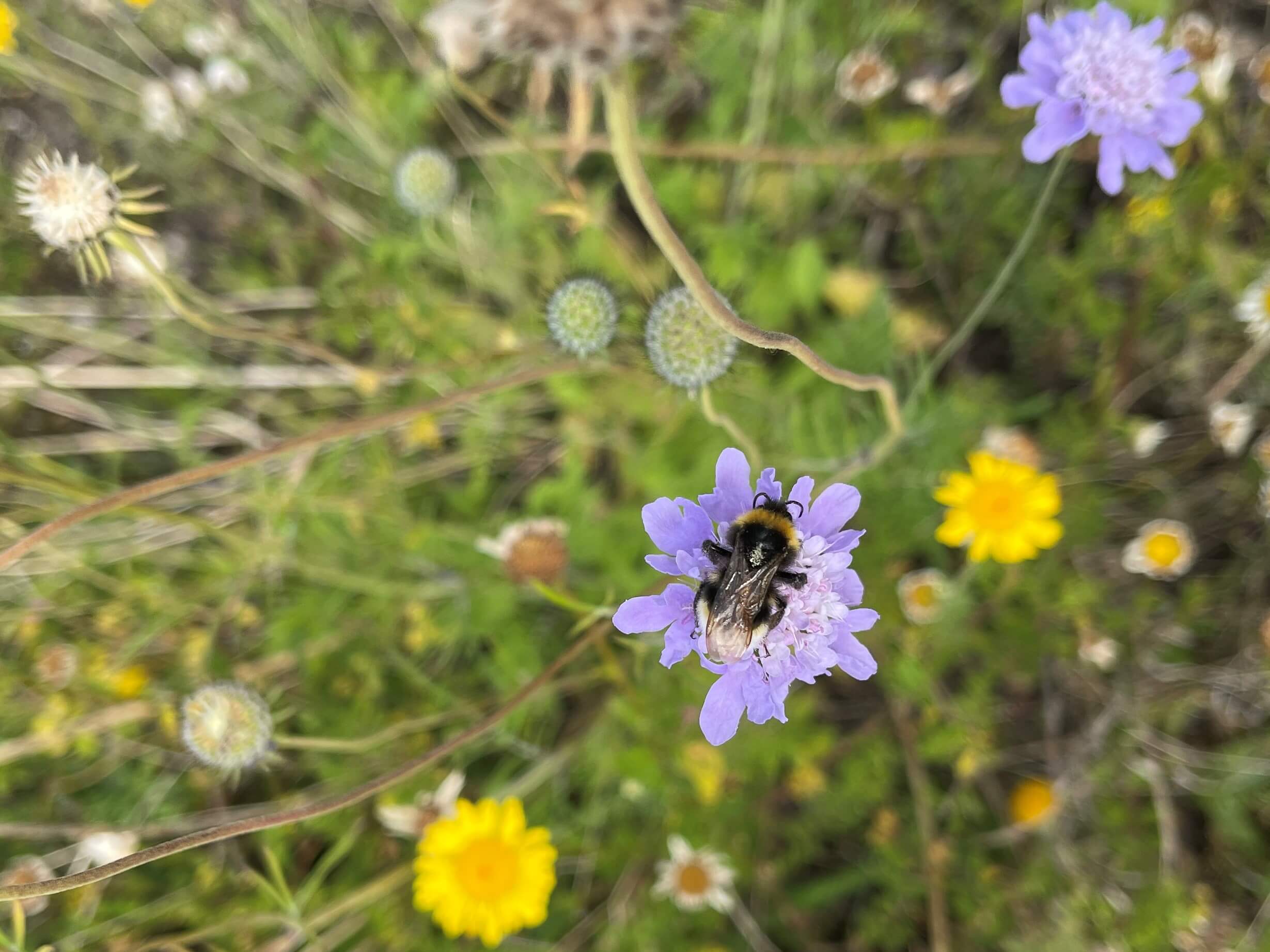 Bild einer Hummel-auf-Taubenskabiose-Staude