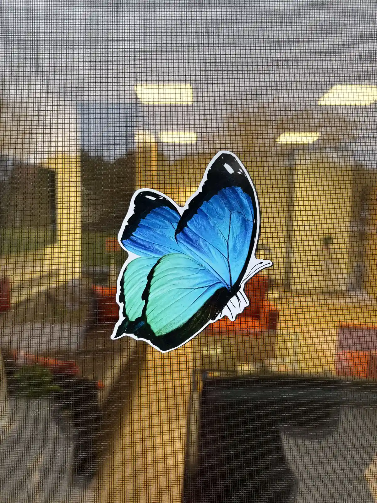 Nahaufnahme von einem blauen Magnet-Schmetterling, der auf dem Insektenschutzgitter steckt.